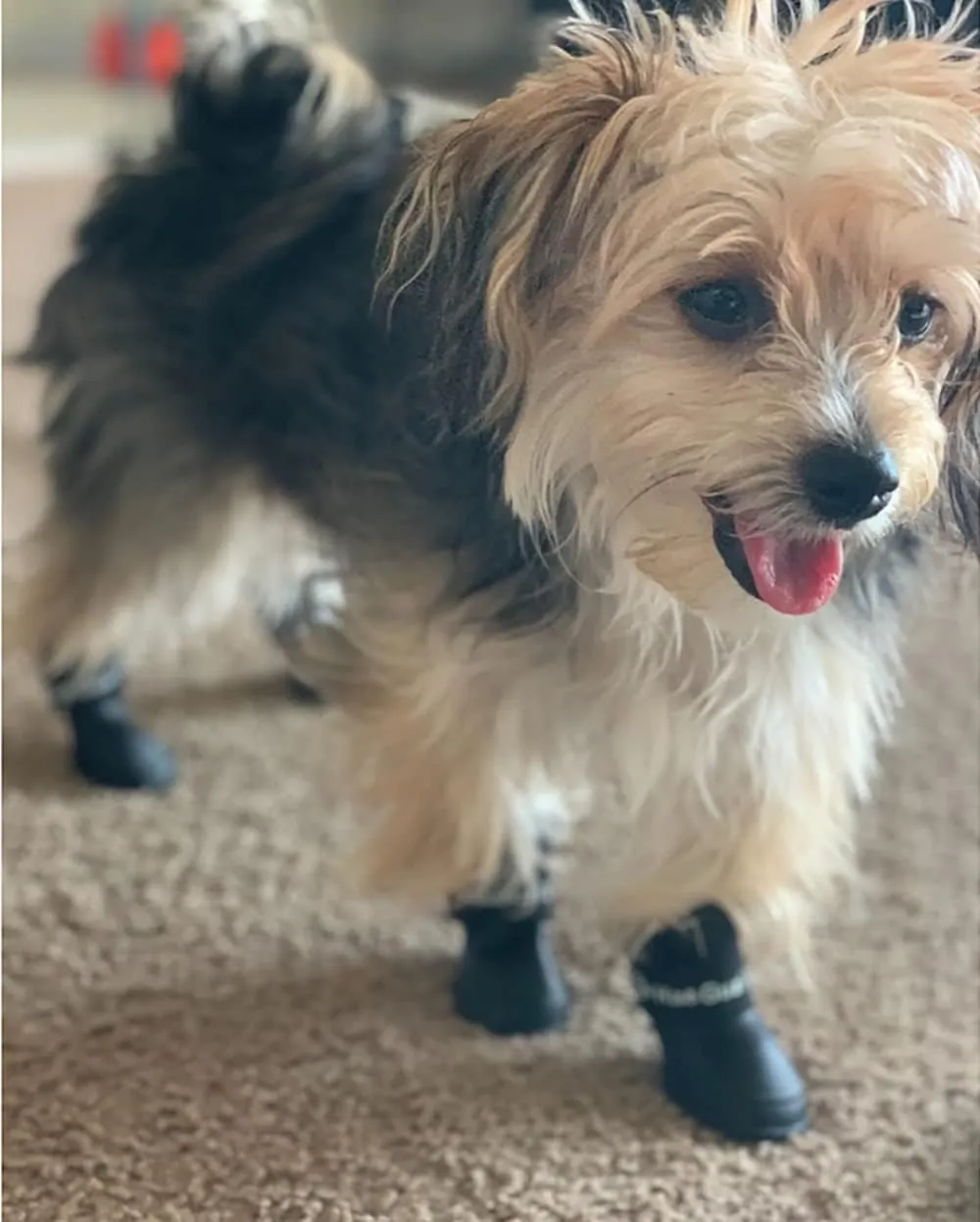 Puppy Dogs Candy Colors Anti-Slip Waterproof Rubber Rain Shoes Boots Paws Cover (Black, Medium)